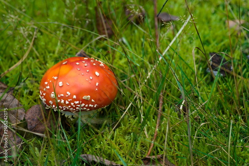 Foto High angle macro shot of red fly agaric mushroom with white spots