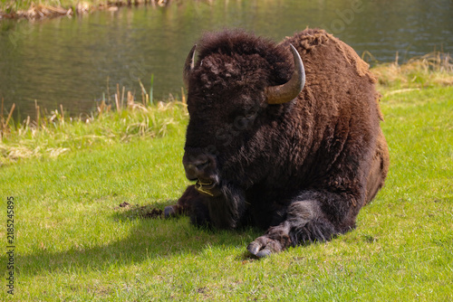 Bison resting in the grass by a lake