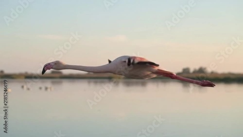 Flamingo in Flight Over Calm Water: A solitary flamingo gracefully soars low over a serene body of water, its long neck extended and legs trailing, silhouetted against a soft.
