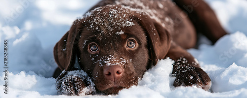 Labrador puppy in winter snow