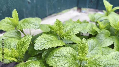 Static video clip of lush green mint plants in a garden setting, captured during daytime with natural lighting.