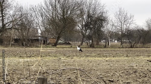 Video clip featuring a stork walking across a rural field with bare trees in the background. The camera pans slowly to follow the bird's movement.