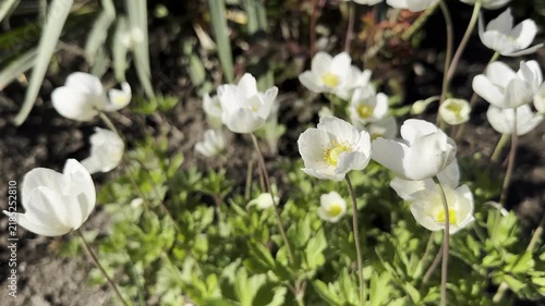Static video clip of white flowers gently swaying in a garden setting, captured in natural daylight.