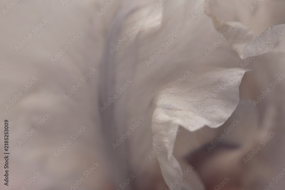 Obraz premium Smoke close-up selective soft focus cream beige, gray Iris Flower Petal. Macro natural abstract blur background.