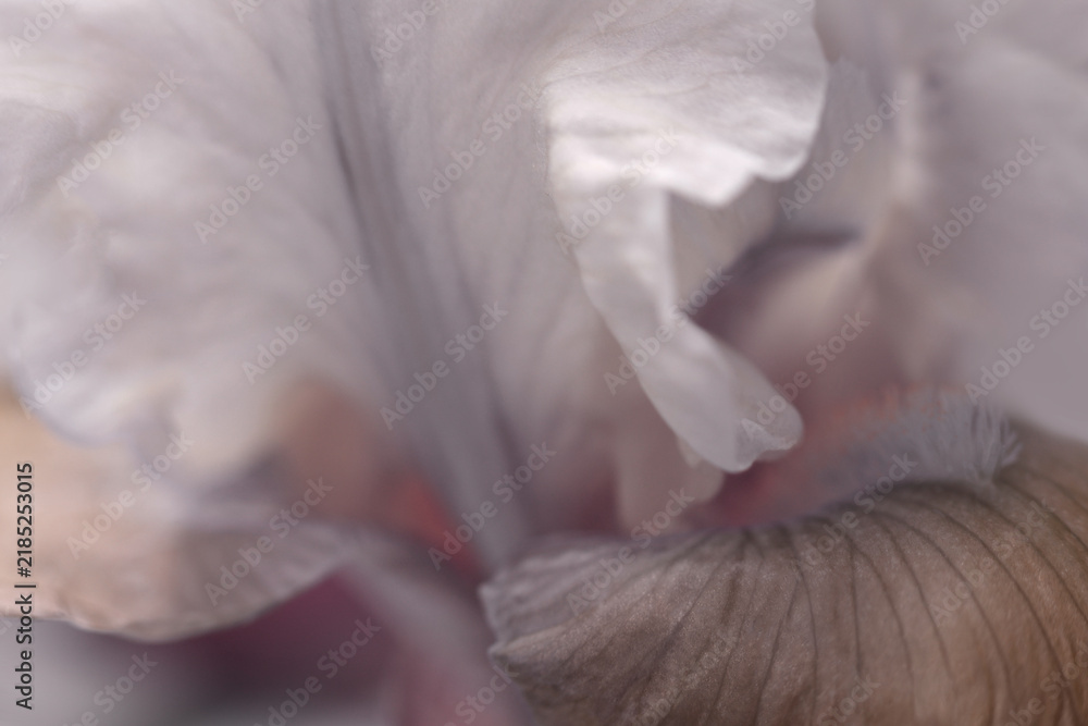 Obraz premium Smoke close-up selective soft focus cream beige, gray brown Iris Flower Petal. Macro natural abstract blur background.