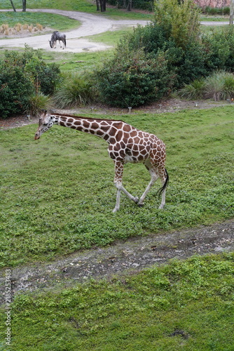 Canvas Print giraffe eating grass
