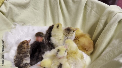 Video clip featuring newly hatched chicks in a basket, with static camera capturing their movements. Indoor setting with soft lighting.