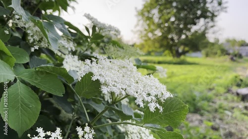 Video clip featuring elderflower blossoms in a lush garden setting. The camera pans slowly across the scene, capturing the gentle movement of the flowers in a light breeze.