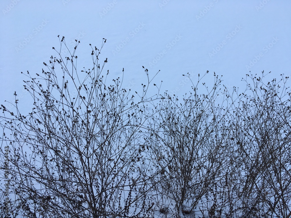 Obraz premium Bare deciduous shrub branches with remnants of fruit against white surface of fresh snow on frozen lake featuring high contrast of black and white on cold cloudy winter day with copyspace on top