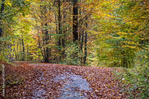 Curving forest path covered with autumn leaves beneath golden deciduous canopy, soft daylight filtering through branches, calm woodland scene with rich seasonal colors