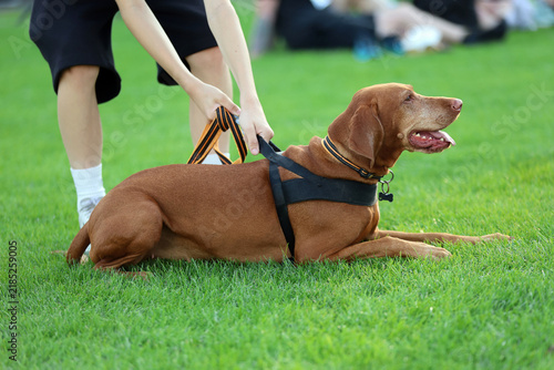 Vizsla Dog Lying on Grass with Owner Holding Harness