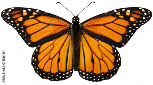 Plakat Isolated monarch butterfly showcasing vibrant orange and black wings widely spread, facing forward.