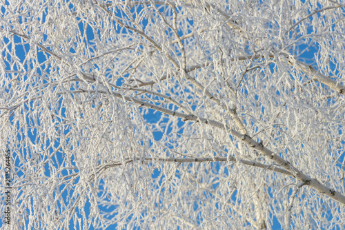 Frost-covered branches against a bright blue sky in winter landscape