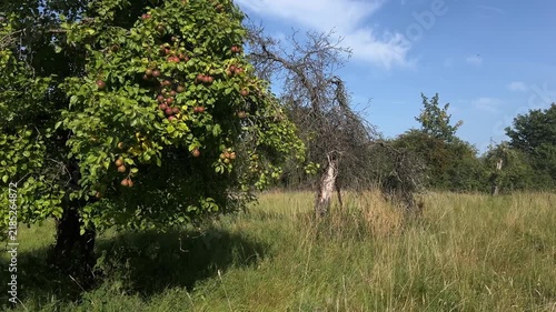 Abundant Ripe Pears with Dead Tree Behind in Scottish Orchard
