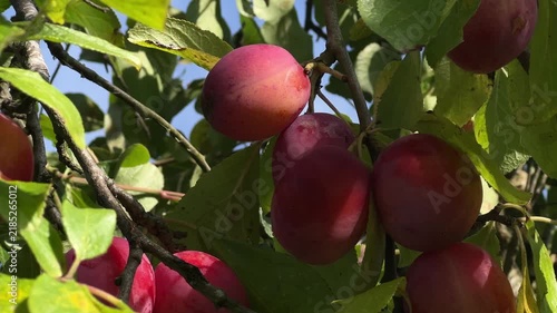 Close-Up of Ripe Plums Growing in Scottish Orchard
