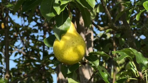 Close-Up of Single Ripe Pear Growing in Scottish Orchard