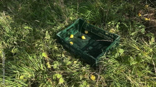 Freshly Picked Pears in Harvest Crate in Scottish Orchard