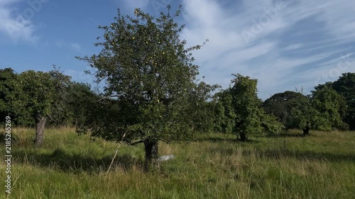 Wide View of Pear Trees Full of Fruit in Scottish Orchard