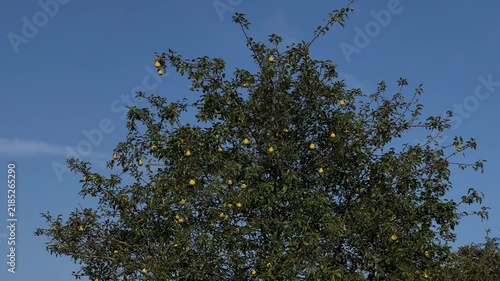 Wide View of Pear Trees Full of Fruit in Scottish Orchard