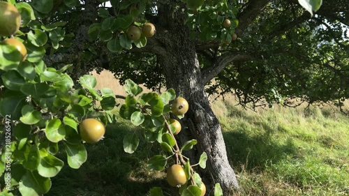 Abundant Ripe Pears Hanging on Tree in Scottish Orchard