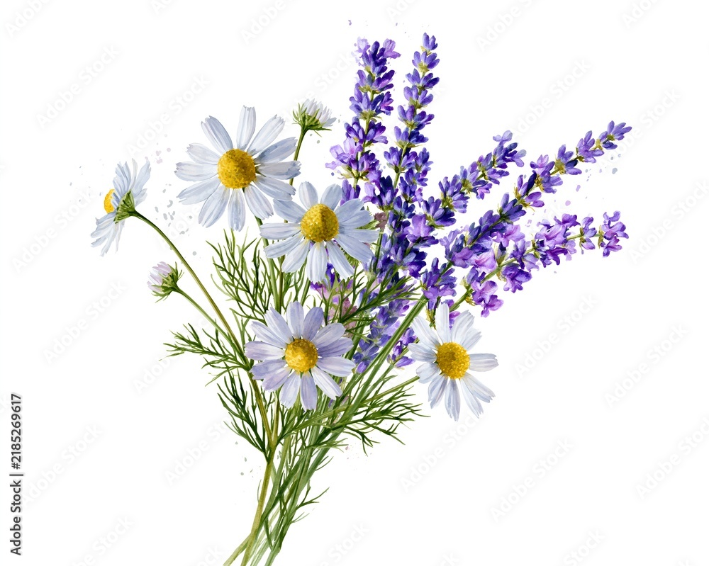 Fototapeta premium Fresh lavender and daisies in soft, natural arrangement. Delicate blooms with green stems and petals
