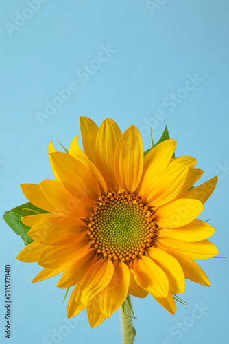 Bright yellow sunflower in full bloom isolated on a pastel light blue background. Natural summer floral photography with copy space