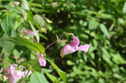 Cuadro en lienzo Drüsiges Springkraut (Impatiens glandulifera)