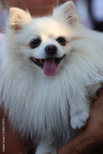 Sunlit Pomeranian held by its owner