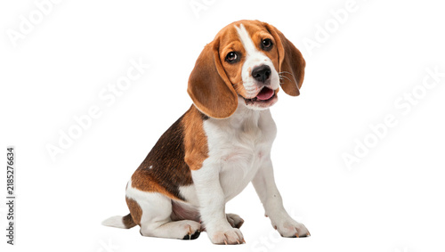 Bild auf Leinwand Cute beagle puppy dog sitting portrait isolated on transparent background