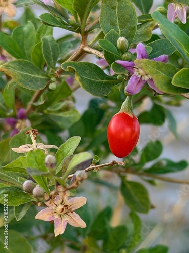 Bild auf Leinwand Ripe red goji berry hanging on branch with green leaves and purple flowers in ga