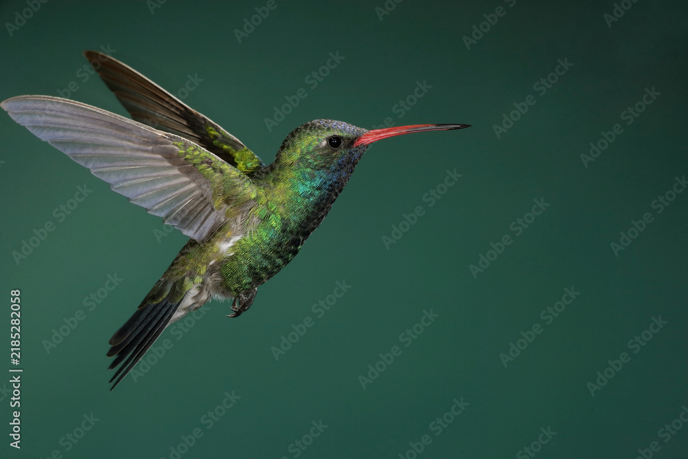 Fototapeta premium Broad-billed hummingbird in flight