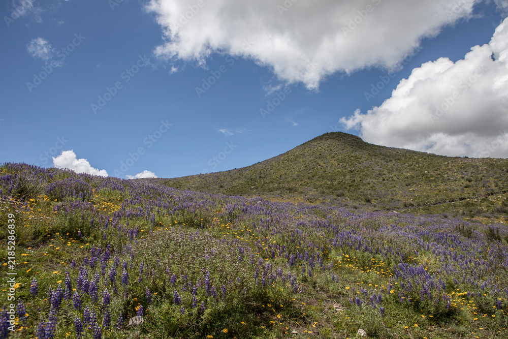 Obraz premium flowers in the mountains