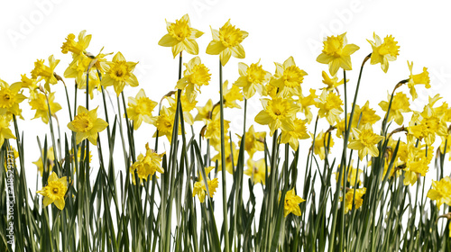Fotografie Isolated vibrant yellow daffodils blooming with lush green stems and leaves in a