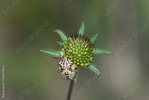 фотографія Red shield bug (Carpocoris mediterraneus) perched on a developing flower head in