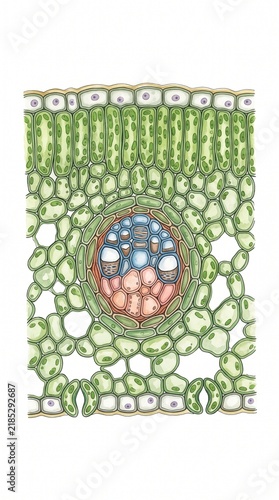 Detailed Leaf Cell Structure Scientific Diagram