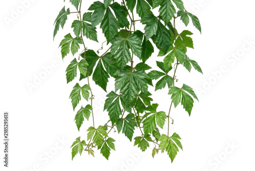 Cascading green ivy vines with serrated leaves on black background