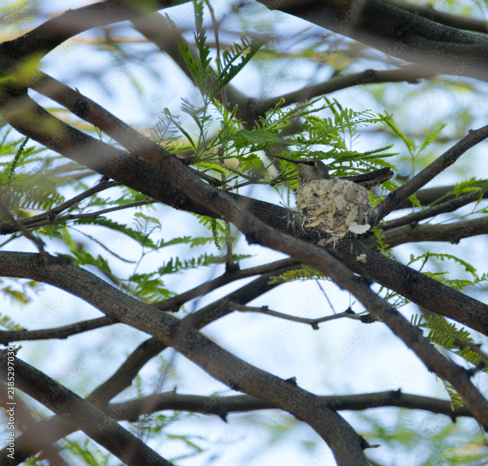 Obraz premium Hummingbird resting on a small camouflaged nest nestled among tree branches and green foliage, showing natural nesting behavior in an outdoor environment.