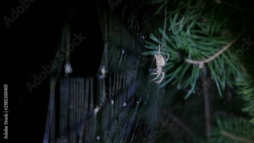 Orb weaver spider clutches prey within its intricate silk web beside evergreen needles in nocturnal lighting. Educational visual asset for biology programs and entomology research.