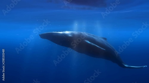 Tracking slow motion pan of humpback whale swimming and gliding underwater in deep blue ocean with sunlight rays and shafts penetrating water column