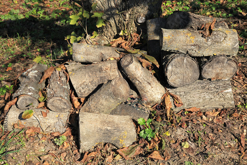 Walnut tree firewood. Alternative and cheap energy source for heating. Heating season. A pile of chopped firewood. Natural wooden fuel. Stock of renewable resources for winter when energy prices rise