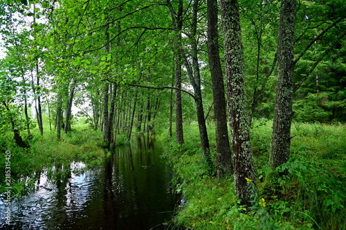river in the forest