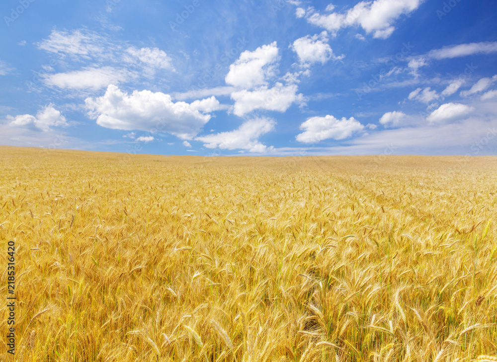 Obraz premium Field of rye in a summer day. Close up of rye ears. Rural landscape