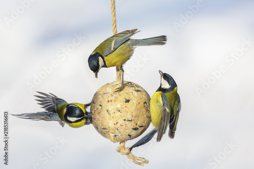 Flock of little birds feeding on bird feeder with suet fat ball. Great tit. Winter period