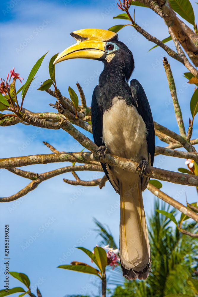 Fototapeta premium Hornbill bird perching on a branch of a tropical tree