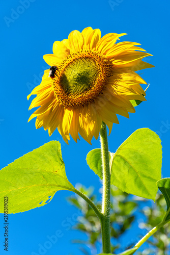 Gewöhnliche Sonnenblume in voller Blüte