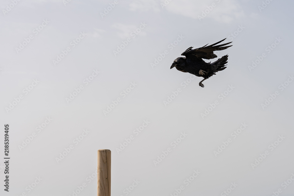 Obraz premium Canarian raven flying above a wooden post in Fuerteventura, Canary Islands, Spain.