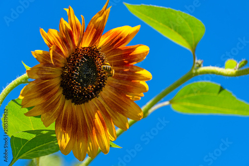 Gewöhnliche Sonnenblume in voller Blüte