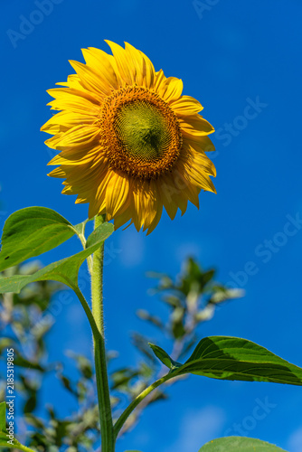 Gewöhnliche Sonnenblume in voller Blüte