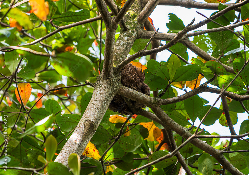 Obraz premium View of a well-camouflaged sloth resting quietly in the branches of a tropical almond tree (Terminalia catappa, locally known as almendro) in Playa Punta Uva (Province of Limòn, Costa Rica).