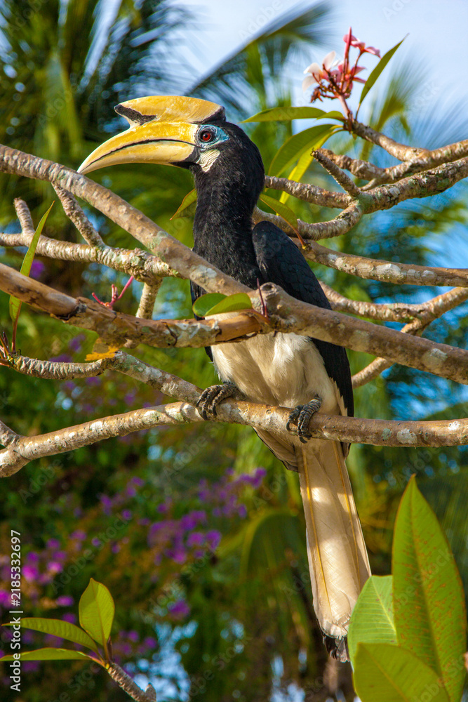 Fototapeta premium Hornbill bird perching on a branch of a tropical tree